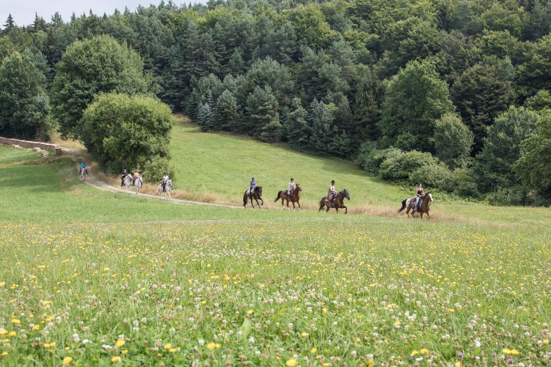 Equitation western dans la forêt bavaroise