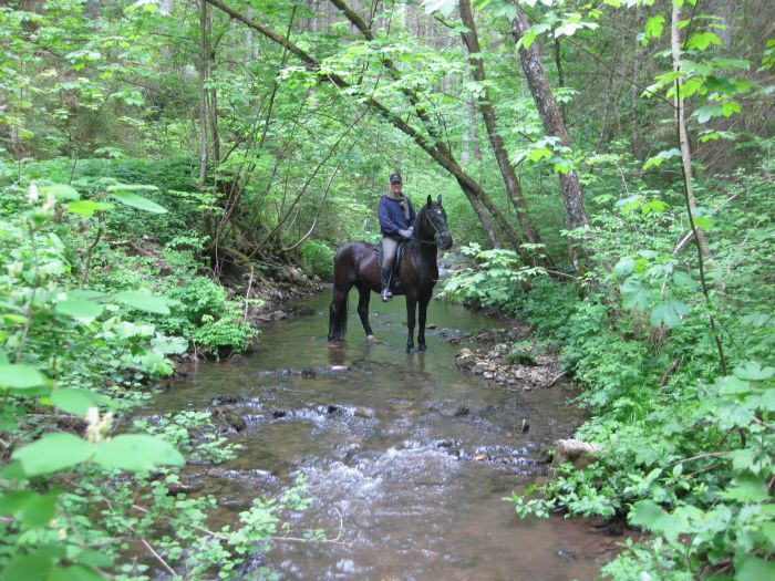 Ecurie familiale dans le sud de la Forêt-Noire