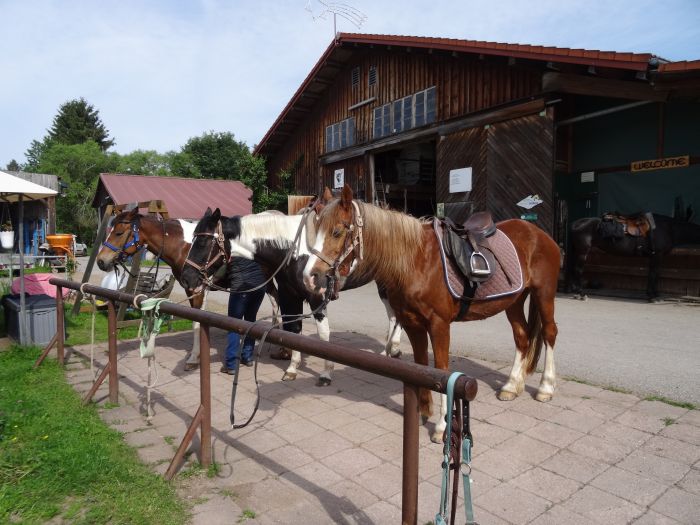 Ecurie familiale dans le sud de la Forêt-Noire