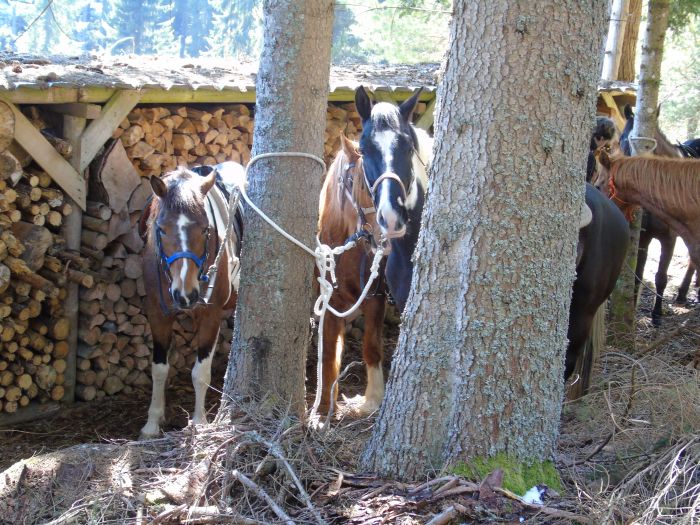 Ecurie familiale dans le sud de la Forêt-Noire
