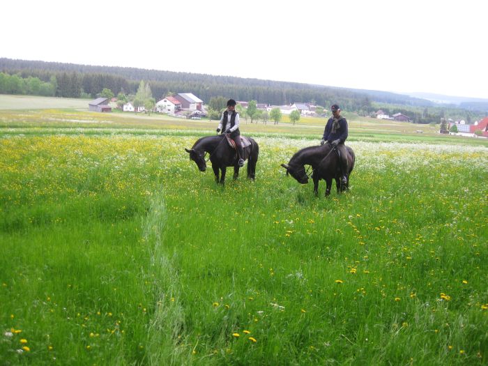 Ecurie familiale dans le sud de la Forêt-Noire