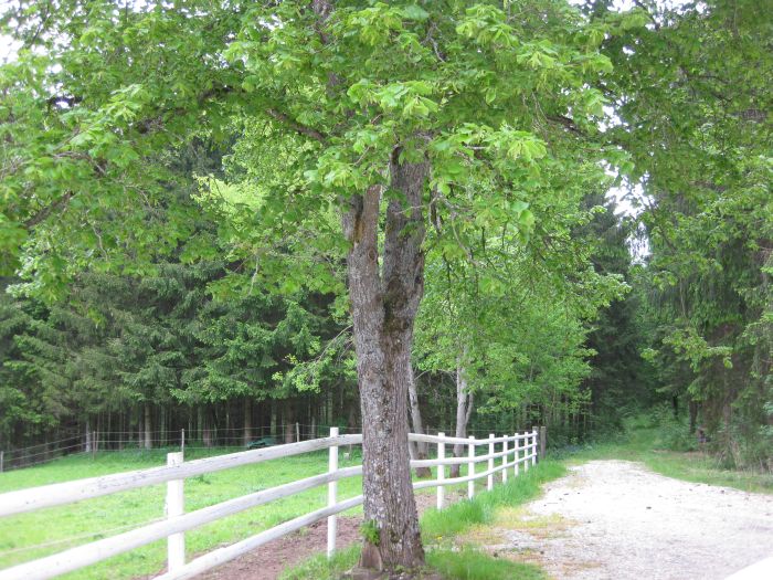 Ecurie familiale dans le sud de la Forêt-Noire