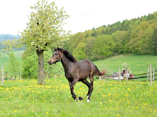 Vacances western dans le Rhön