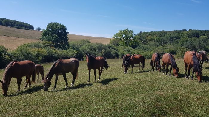 Parc Naturel de Bourgogne