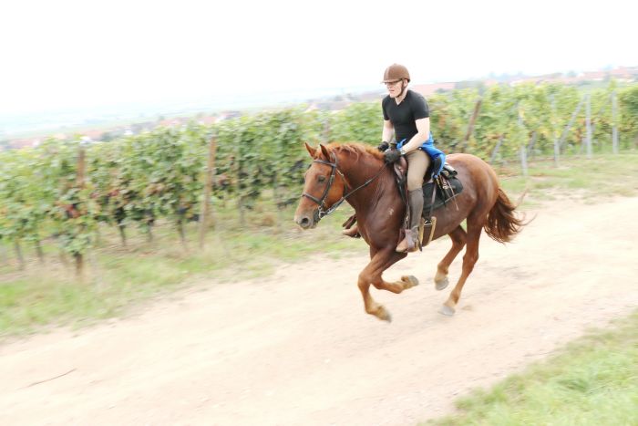 Vacances à cheval dans la belle Alsace