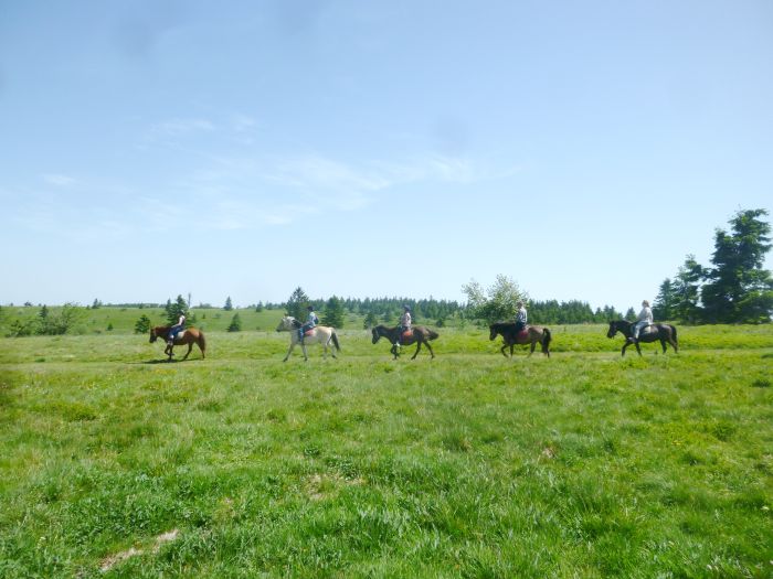 Vacances à cheval dans la belle Alsace