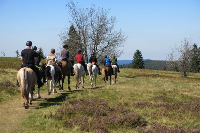 Vacances à cheval dans la belle Alsace