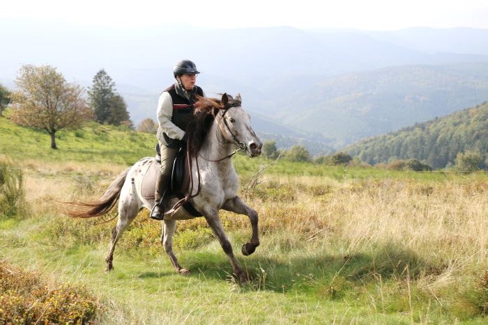 Vacances à cheval dans la belle Alsace