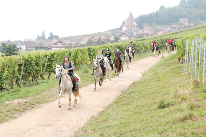 Vacances à cheval dans la belle Alsace