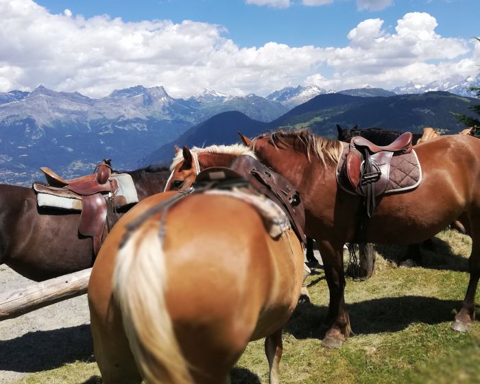 Randonn&eacute;e &agrave; travers les Alpes fran&ccedil;aises (4/5 jours)