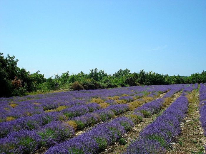 Promenades en Provence et en Camargue