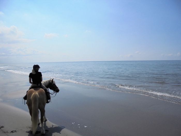 Promenades en Provence et en Camargue