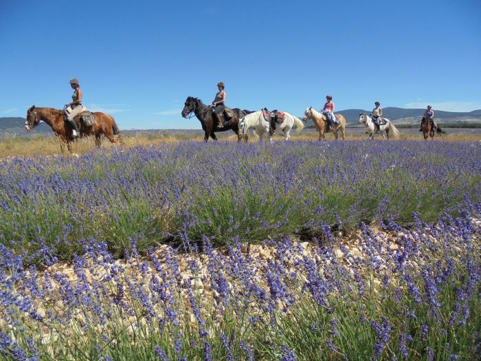 Promenades en Provence et en Camargue
