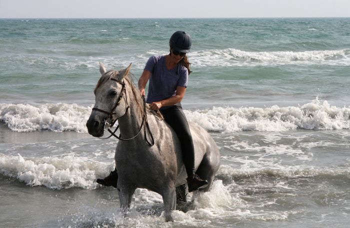 Promenades en Provence et en Camargue