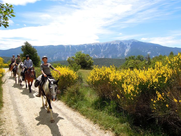Promenades en Provence et en Camargue