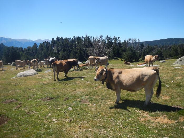 Randonnées dans les Pyrénées et apprentissage de l'équitation à la campagne