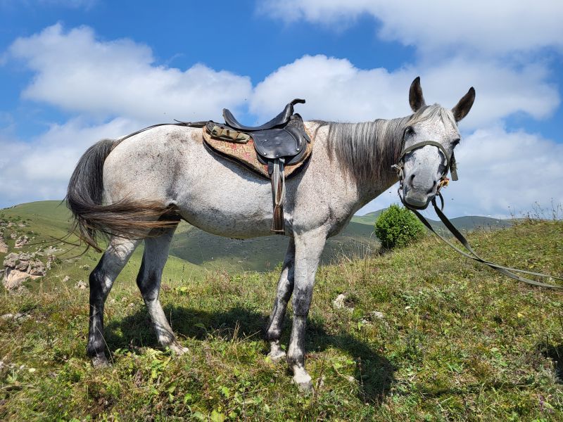 Chevaucher en Arménie