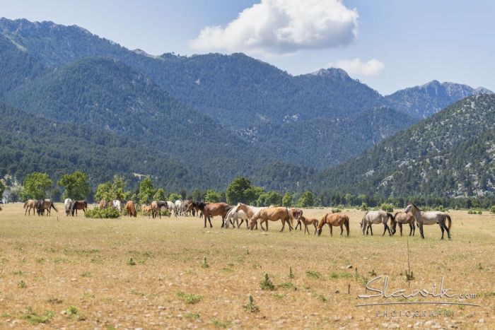 Sur la trace des chevaux sauvages turques