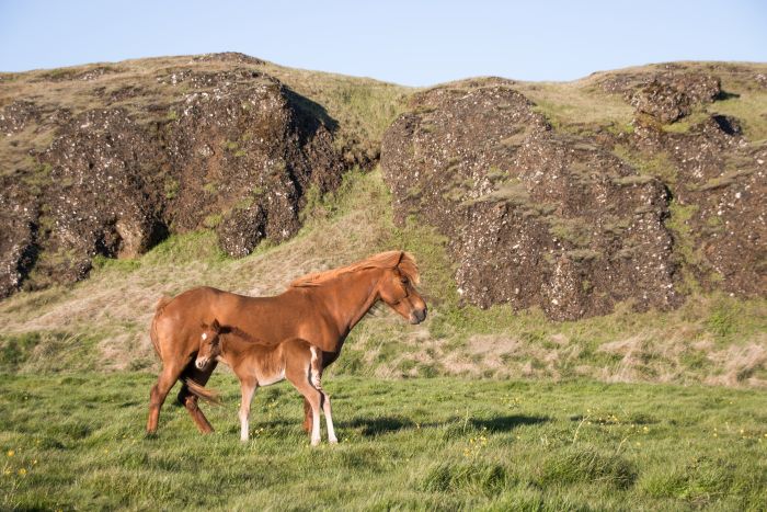 L'Islande avec confort