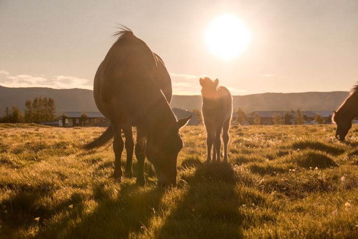 L'Islande avec confort