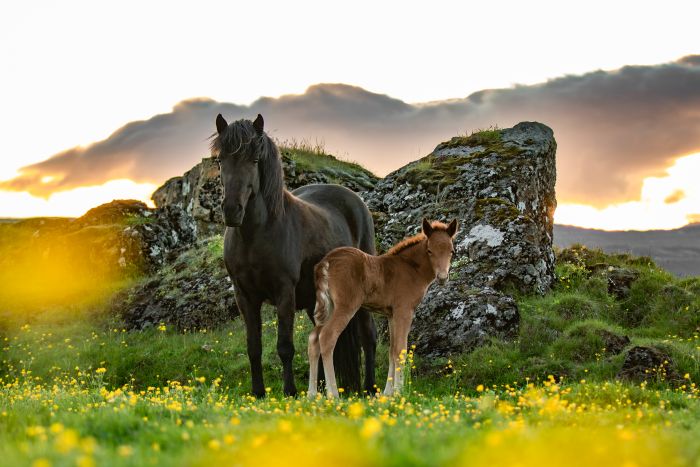 L'Islande avec confort