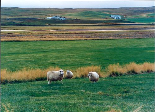 Conduite de moutons en Islande