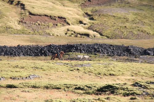 Conduite de moutons en Islande