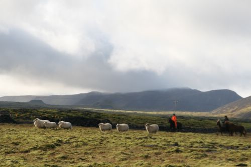 Conduite de moutons en Islande