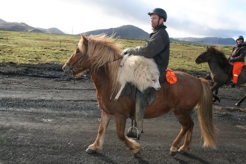 Conduite de moutons en Islande