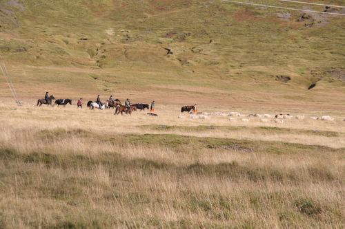 Conduite de moutons en Islande
