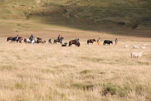 Conduite de moutons en Islande