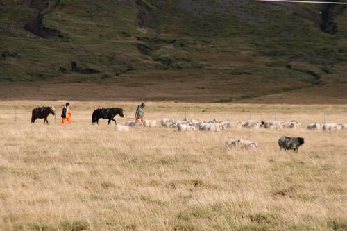 Conduite de moutons en Islande