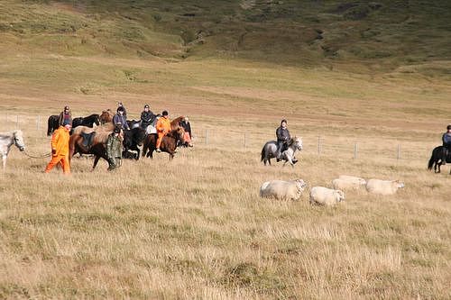 Conduite de moutons en Islande