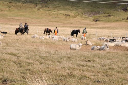 Conduite de moutons en Islande