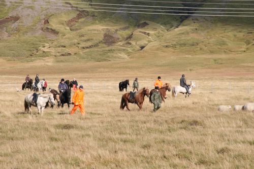 Conduite de moutons en Islande
