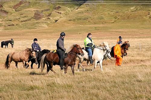 Conduite de moutons en Islande