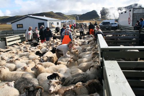 Conduite de moutons en Islande