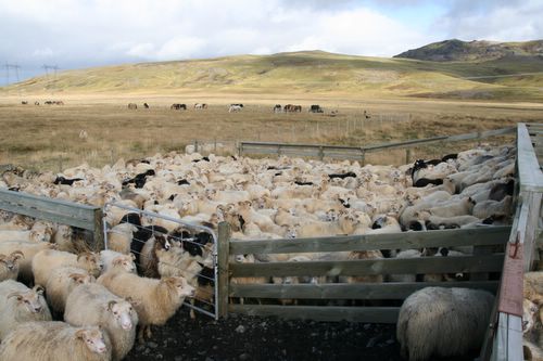 Conduite de moutons en Islande
