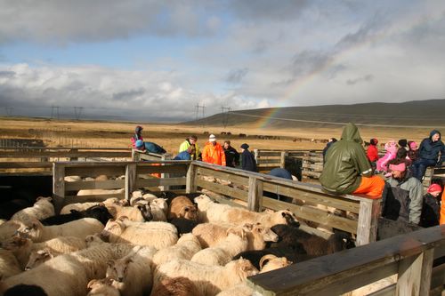 Conduite de moutons en Islande