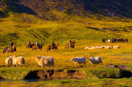 Conduite de moutons en Islande