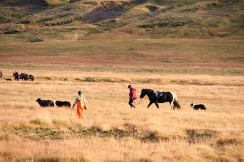 Conduite de moutons en Islande