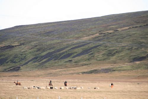 Conduite de moutons en Islande