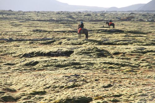 Conduite de moutons en Islande