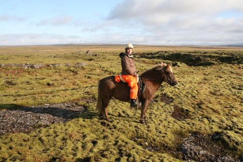 Conduite de moutons en Islande