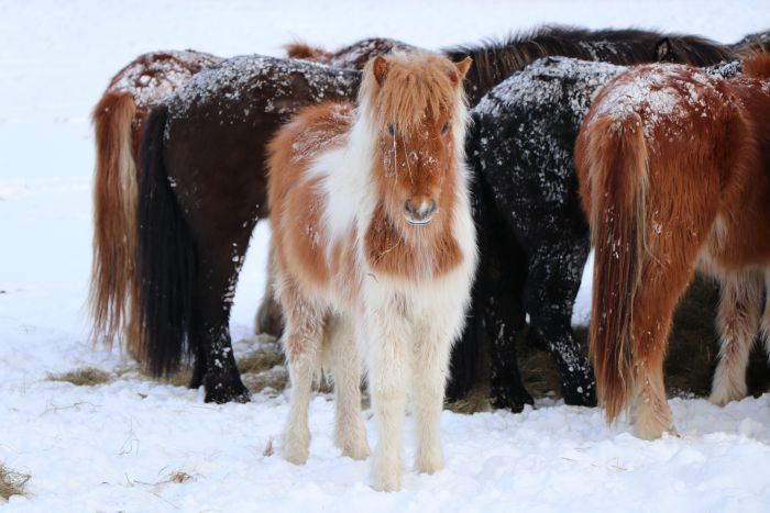 Les plaisirs de l'hiver en Islande