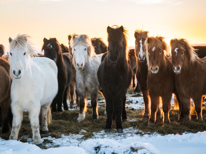 Les plaisirs de l'hiver en Islande