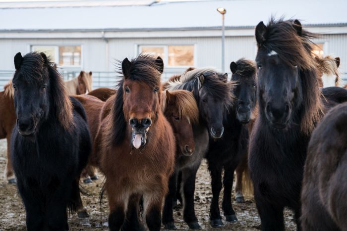 Les plaisirs de l'hiver en Islande