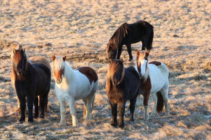 Les plaisirs de l'hiver en Islande