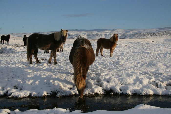 Les plaisirs de l'hiver en Islande