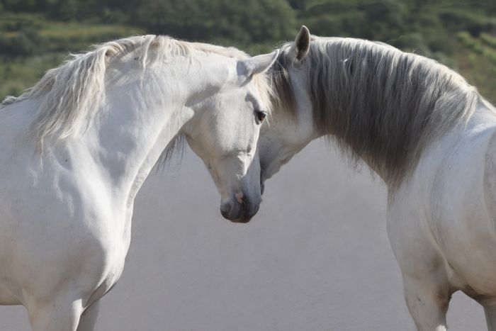 Perfectionnement en dressage avec des Lusitaniens à Alcainca